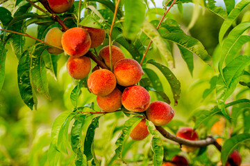 juicy delicious red orange peaches hanging ripening on peach tree in peach orchard with thick green leaves, large bunches of peaches on a tree, fruitful tree