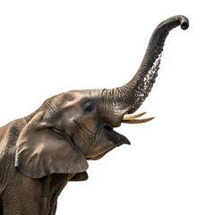 Obraz premium Majestic Elephant: A captivating close-up showcases an African elephant lifting its trunk, creating a refreshing fountain, portraying the raw power and beauty of nature in the heart of the savanna.