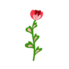 Fototapeta premium red rose on white background