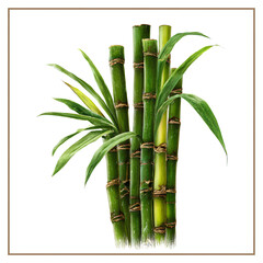 Fototapeta premium Whole and Chopped Sugar Cane Stalks, Isolated on Transparent Background