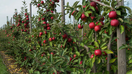 Detailed View of Red Apples on a Tree in an Orchard Setting