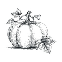 Pumpkin harvest sketch with leaves for seasonal decoration. Halloween vector illustration
