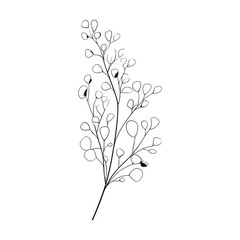 A delicate line drawing of a eucalyptus branch with small round leaves on a white background showing detail