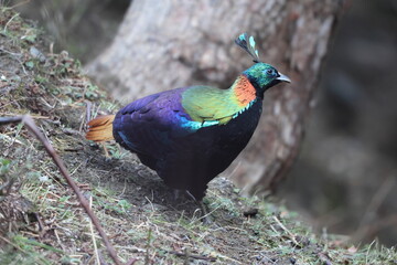 The Himalayan monal (Lophophorus impejanus), also called Impeyan monal and Impeyan pheasant, is a pheasant native to Himalayan forests and shrublands This photo was taken in Northwest India.