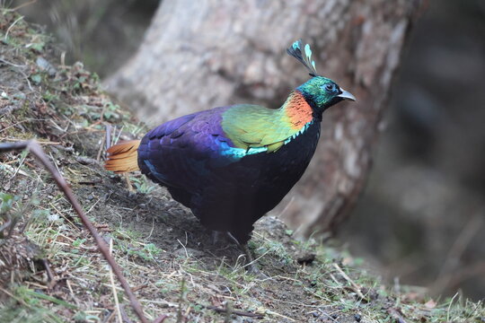 The Himalayan monal (Lophophorus impejanus), also called Impeyan monal and Impeyan pheasant, is a pheasant native to Himalayan forests and shrublands This photo was taken in Northwest India.