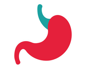 Human Stomach Anatomy Illustration Digestive System Health