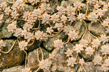 Sedum palmeri plant close up