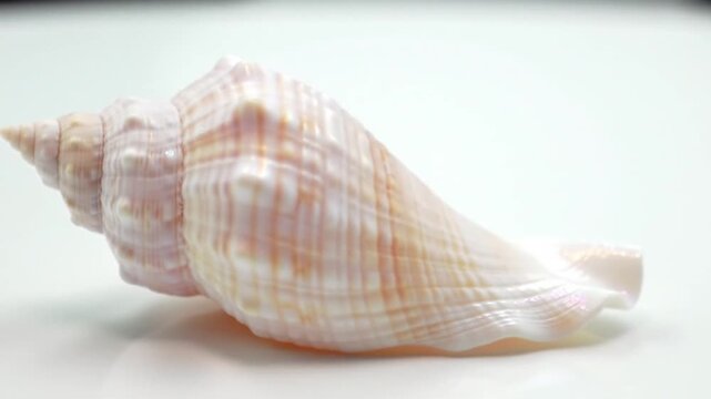 sea shell isolated on white background