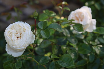 Cream roses in a garden