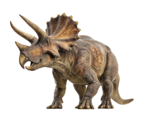 Dinosaur model showcasing a powerful triceratops with impressive horns on a transparent background, cut out.