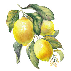 Watercolor illustration of a lemon fruit branches, hand-painted isolated clip art. Inspired by the timeless Mediterranean aesthetic of the Amalfi Coast. Perfect for summer-themed prints, packaging