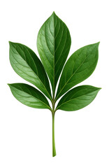 Obraz premium Peony leaf with a compound structure and smooth edges