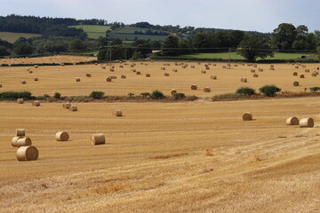 Obraz premium Rural field in summer full of round hay bales