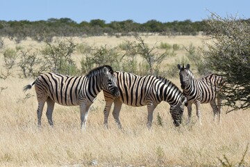 Steppenzebras im Etosha Nationalpark in Namibia