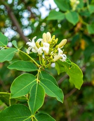 Close-up of a cluster of delicate, white flowers and lush green leaves on a plant.