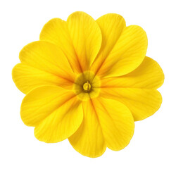 Yellow primrose with flat petals