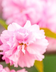 Fototapeta premium Close-up of delicate pink blossoms (1)