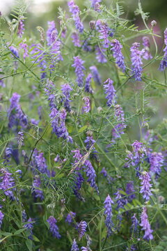 Tufted vetch or viccia craca in a meadow