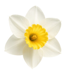 White daffodil with trumpet center © OMD