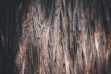 Close-up of textured cedar tree bark with fibrous, vertical patterns in warm brown and gray tones