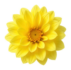 Yellow dahlia with vibrant hue
