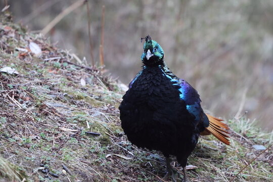 The Himalayan monal (Lophophorus impejanus), also called Impeyan monal and Impeyan pheasant, is a pheasant native to Himalayan forests and shrublands This photo was taken in Northwest India.