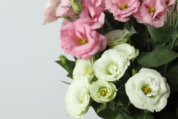 Closeup of beautiful eustoma flowers