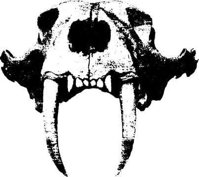 Grunge black and white sabertooth skull illustration - vintage tribal art design for posters