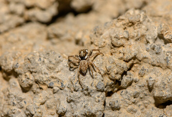 Close-Up of Jumping Spider on Rock