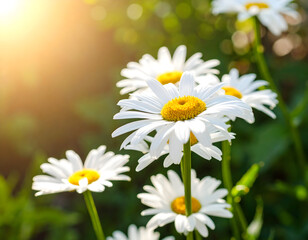 Fototapeta premium White daisy flowers in golden sunlight close up floral spring garden scene