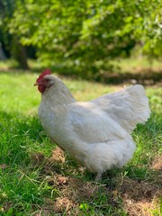 chicken on the farmyard. Rural countryside scene with domestic poultry outdoors on green grass.