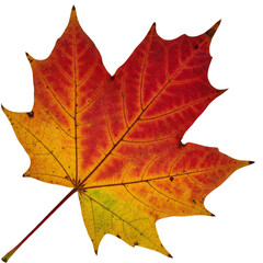 Obraz premium autumn leaf isolated on transparent png background