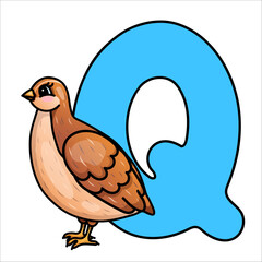 Cute quail illustration with large blue letter q for alphabet learning.