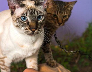 Obraz premium Two cats with striking blue eyes, one cream-colored, the other dark tabby, are in close proximity, facing forward with an attentive expression, and a chain is visible between them.