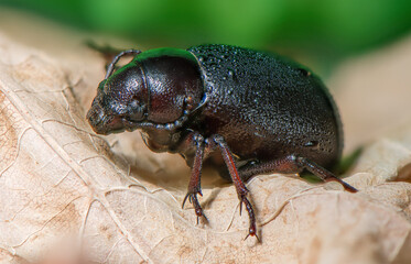 Obraz premium Scarab Beetle on Dry Autumn Leaf