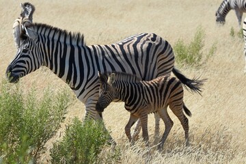 Steppenzebras im Etosha Nationalpark in Namibia