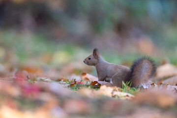 晩秋のエゾリス