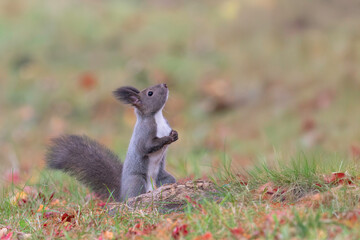 晩秋のエゾリス