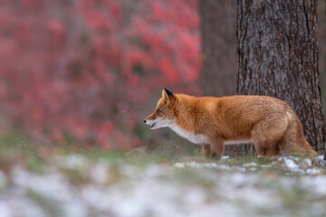 冬のキタキツネ