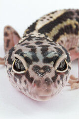 Close-up of a leopard gecko's face, highlighting its intricate spotted skin, distinct eye patterns, and gentle expression