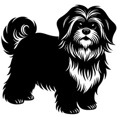 silhouette of Shih tzu on white background