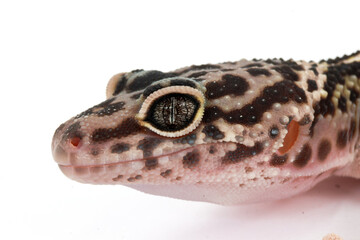 Close-up of a leopard gecko's face, highlighting its intricate spotted skin, distinct eye patterns, and gentle expression