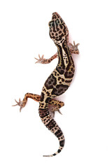 Naklejka premium ​An overhead shot of a leopard gecko on a white background, showcasing its unique speckled and striped pattern in full-body view.