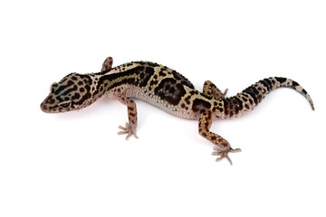 ​An overhead shot of a leopard gecko on a white background, showcasing its unique speckled and striped pattern in full-body view.