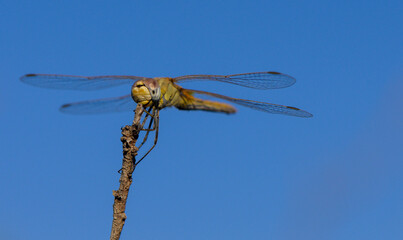 Minimalist Dragonfly Perched on Branch Against Sky