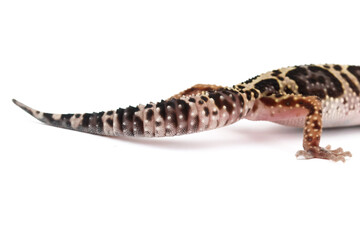 A striking, close-up shot of a leopard gecko's lower body and tail, showcasing its unique spotted patterns and textured scales against a clean white background.