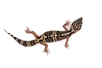 ​An overhead shot of a leopard gecko on a white background, showcasing its unique speckled and striped pattern in full-body view.