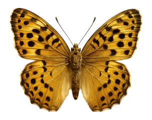 Naklejka premium Butterfly with golden wings and black spots