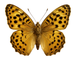 Butterfly with golden wings and black spots