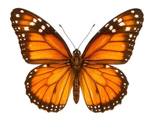 Fototapeta premium Butterfly with orange and white dotted wings